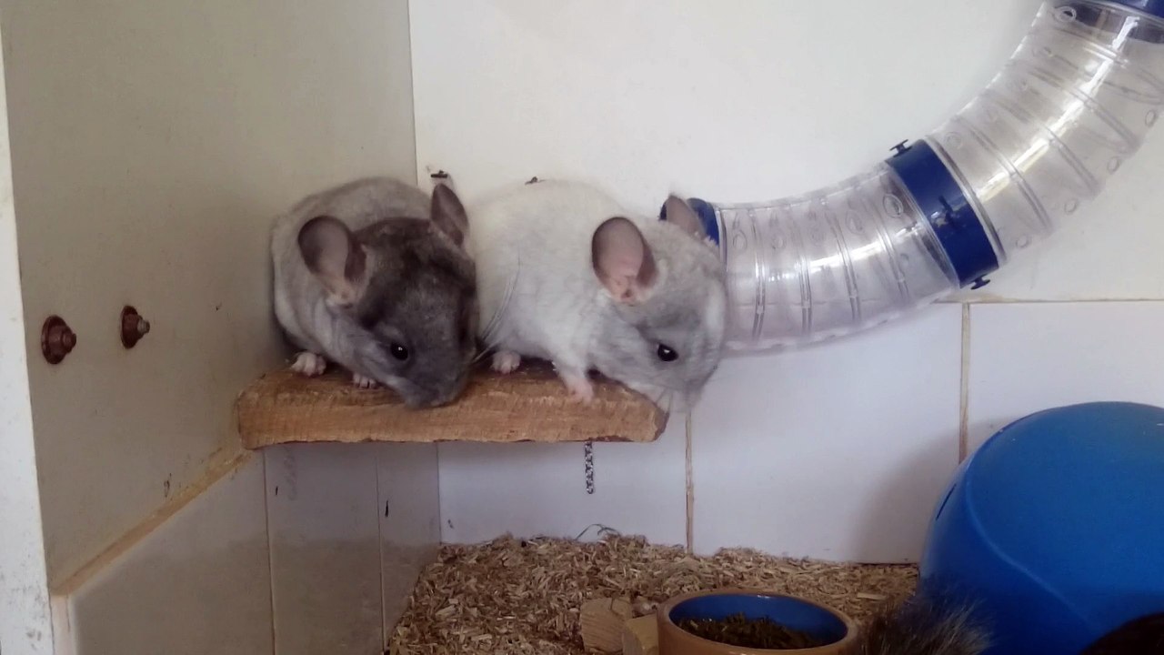 Les bébés chinchillas 1 mois et demi