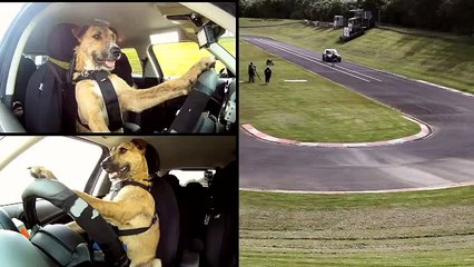 I either could not believe it when I saw this video of a dog. Driving a car of truth! Amazing, right