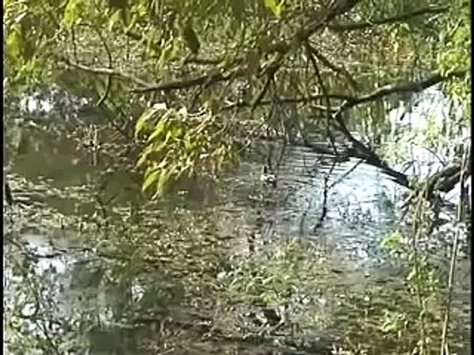 Keoladeo National Park & Bird Sanctuary, India.