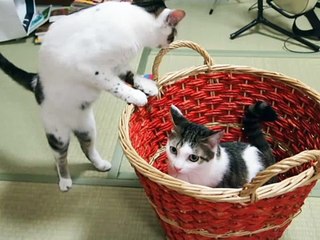 あたし、ねこ（フレアちゃん）　 0655　ＮＨＫのパクリ