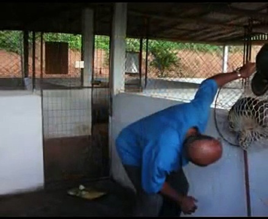 Abate da paca (Agouti paca)