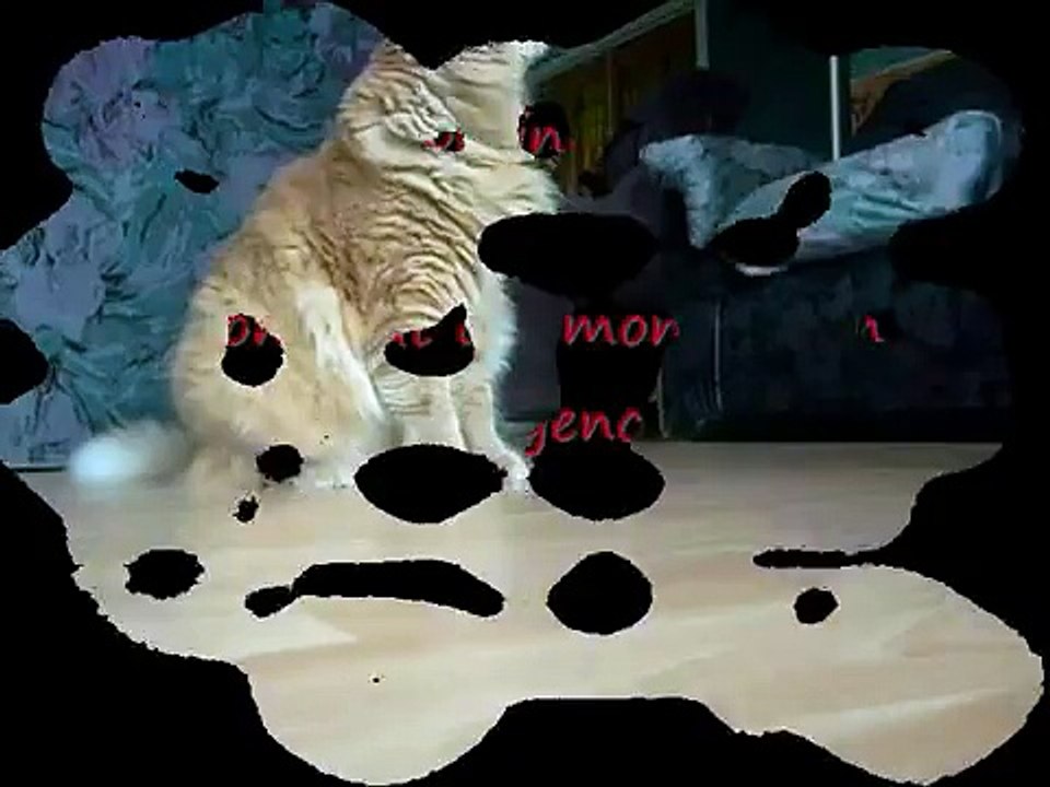 Cats tricks - My cat gives a paw! ; Mon chat donne la patte!