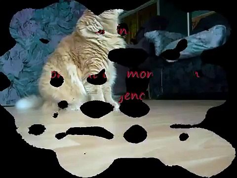 Cats tricks - My cat gives a paw! ; Mon chat donne la patte!