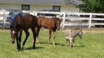 Standardbred foals with Isis the donkey