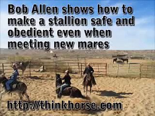 Training a stallion to behave even when among new mares