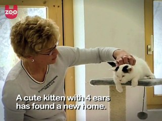 The Kitten With Four Ears