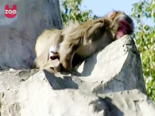 Fat Monkey Bath in Tokyo