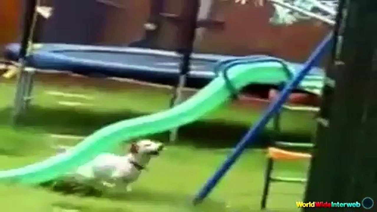 The Ultimate Dog Fails Compilation