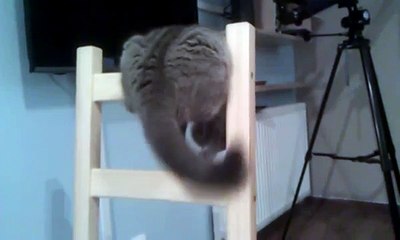 Acrobatic british shorthair fights her own tail on chair and falls / Kot brytyski walczy z ogonem
