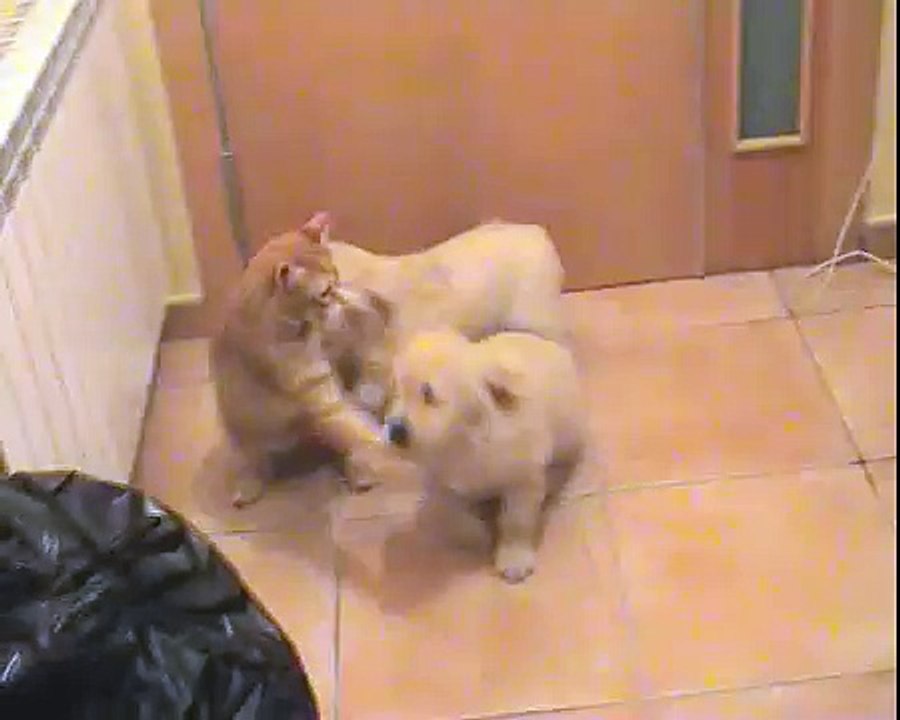 Peques vs Panchito