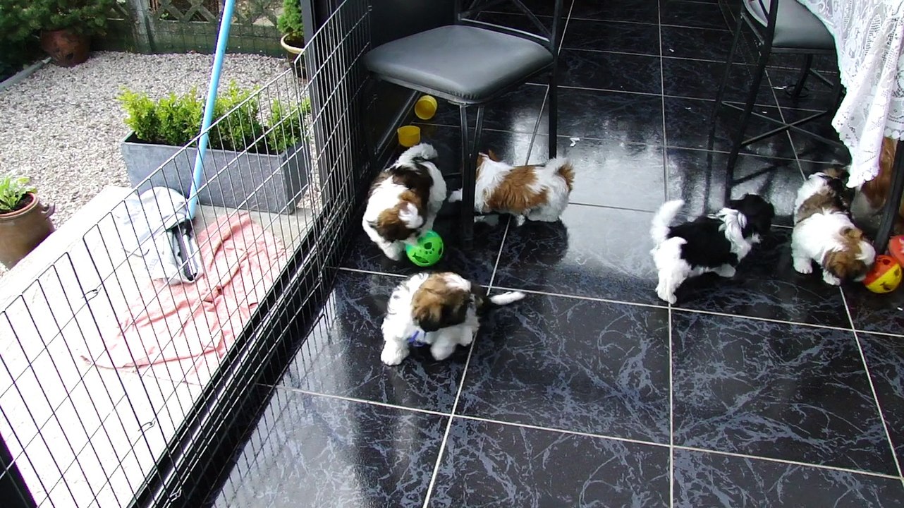 LA RECREATION DES BB DE GOM. ET DE BISOU WAN