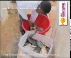 غرداية ✿│ نجاح تربية الأسماك في المياه العذبة في بلدية حاسي لفحل
