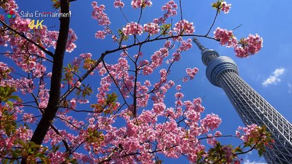 [4K Ultra HD] Early Spring in Tokyo 早春の東京
