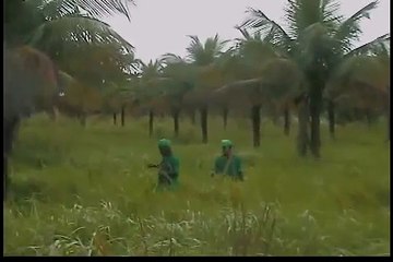 ThyssenKrupp DESMATAMENTO / Die Entwaldung in Brasilien / ThyssenKrupp CSA deforestation