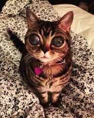 Alien Cat, cat with big eyes