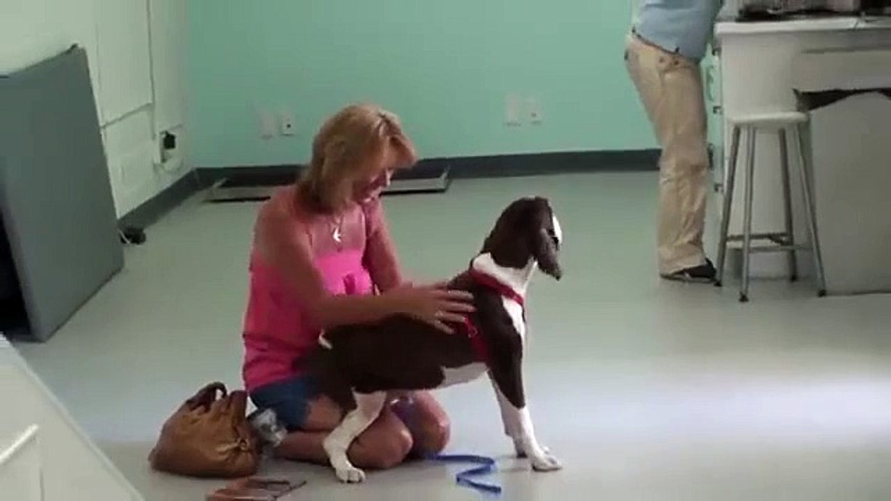 Un chien paralysé remarche pour la première fois