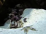goby and pistol shrimp with starfish