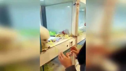 Un chiot qui n'a pas peur des hauteurs