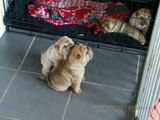 Shar Pei Puppies 4 weeks old playing, this litter of pups is available from 23rd November 09