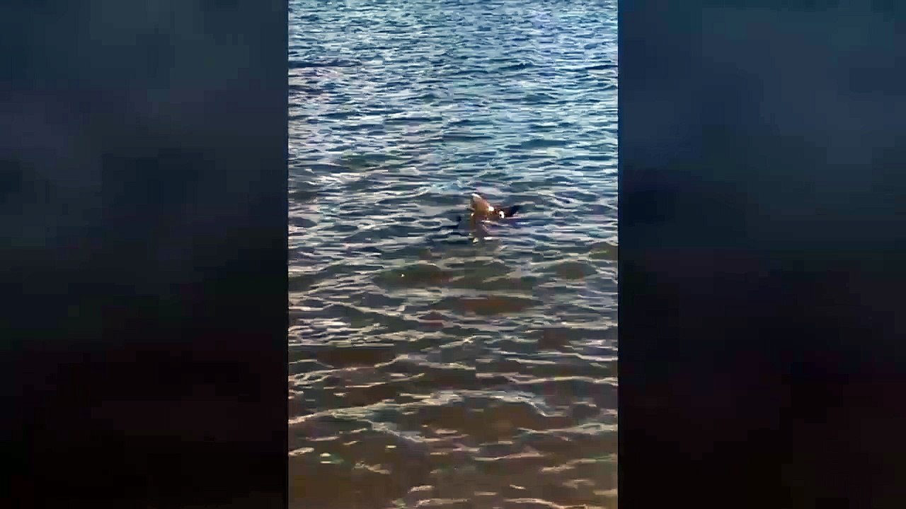 Caught a shark
