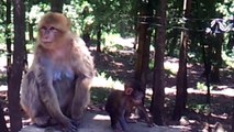 Les singes magot (le Macaque berbère) La Forêt de Yakouren