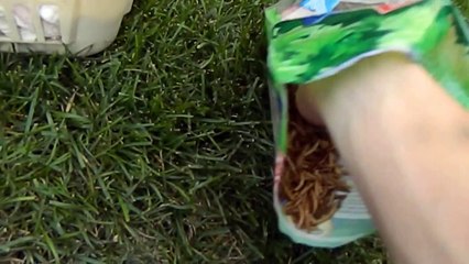 Baby Ducks having a snack