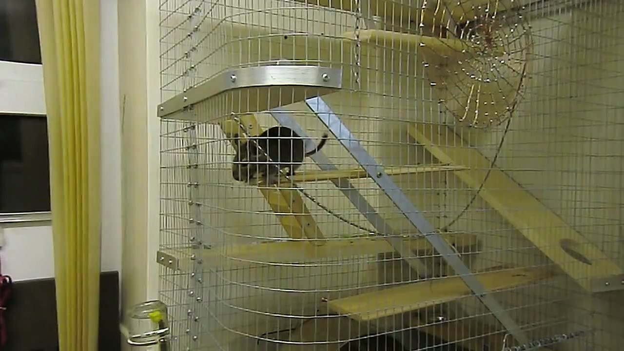 Degu See-saw
