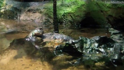 Mudskipper Aquarium [HD]