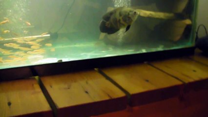Our 8 Oscar Fish With Minnow Feeders, Using 2 Fluval FX5 Filters, 2 Whisper 100 Air Pumps
