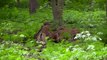 Cute Baby New born Wild Boar Piglets