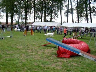 premier concour d'agility a berlencourt le couroy.