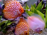 Hari's Discus fish tank