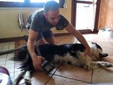 Rascal Dog & Dyson Groom Cane dolcissimo e rilassato dal massaggio