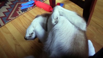 PASSED OUT PUPPY!