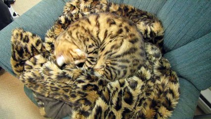 Perfect Cat Camoflage - You Can't See Rumble at All! Linus Cat Tips