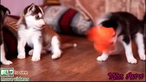 Husky Puppy - Husky Puppies playing with a toy hot HD