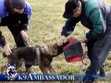 Maximus Tobani - Puppy Protection Training - Age: 4 1/2 - 5 1/2 months