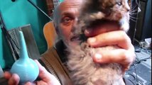 Orphans Kittens feeding, of two dead poisonned Alleys Cats..by Boucrate