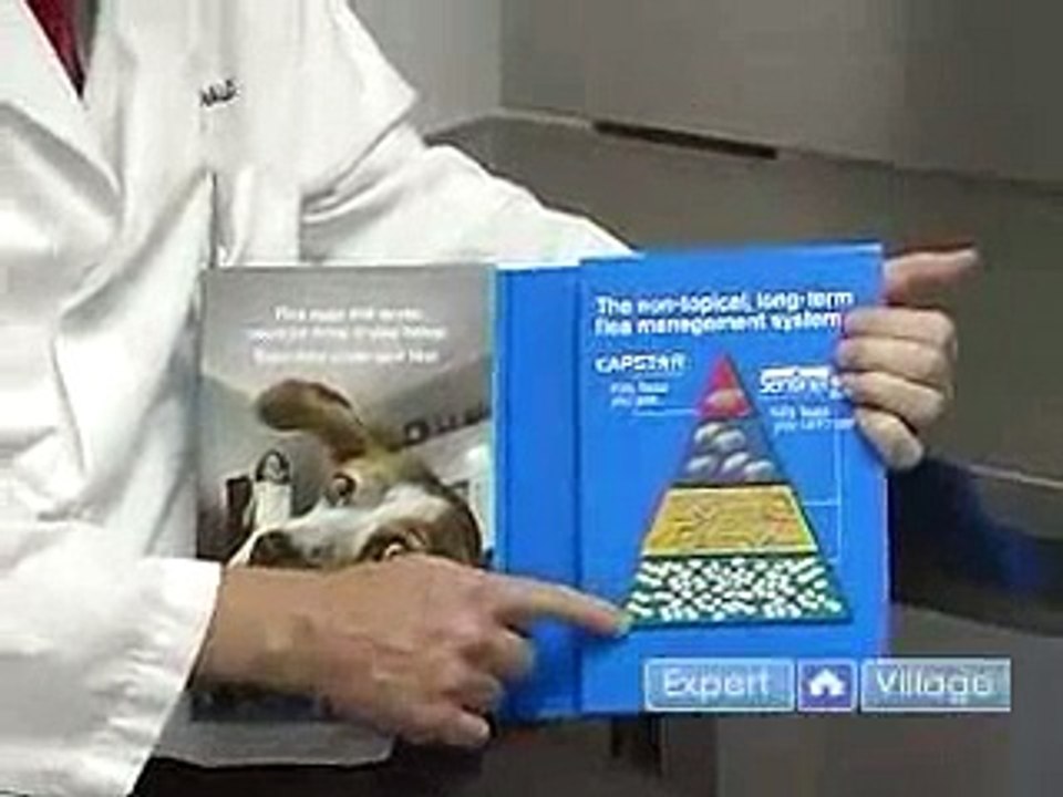 How to Control Ticks & Fleas : Flea Egg Control Tips