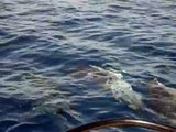 incontro con i delfini nel mare di altavilla milicia