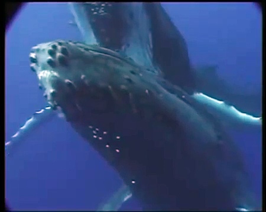 De walvis