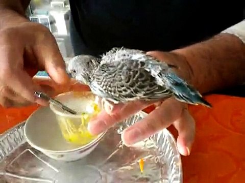 Titi perruche EAM 26 jours repas cuillère