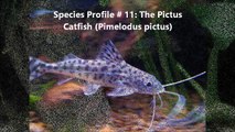 Species Profile # 11: The Pictus Catfish (Pimelodus pictus)