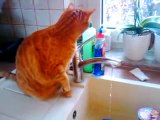 Cat Freddy drinks water from the tap