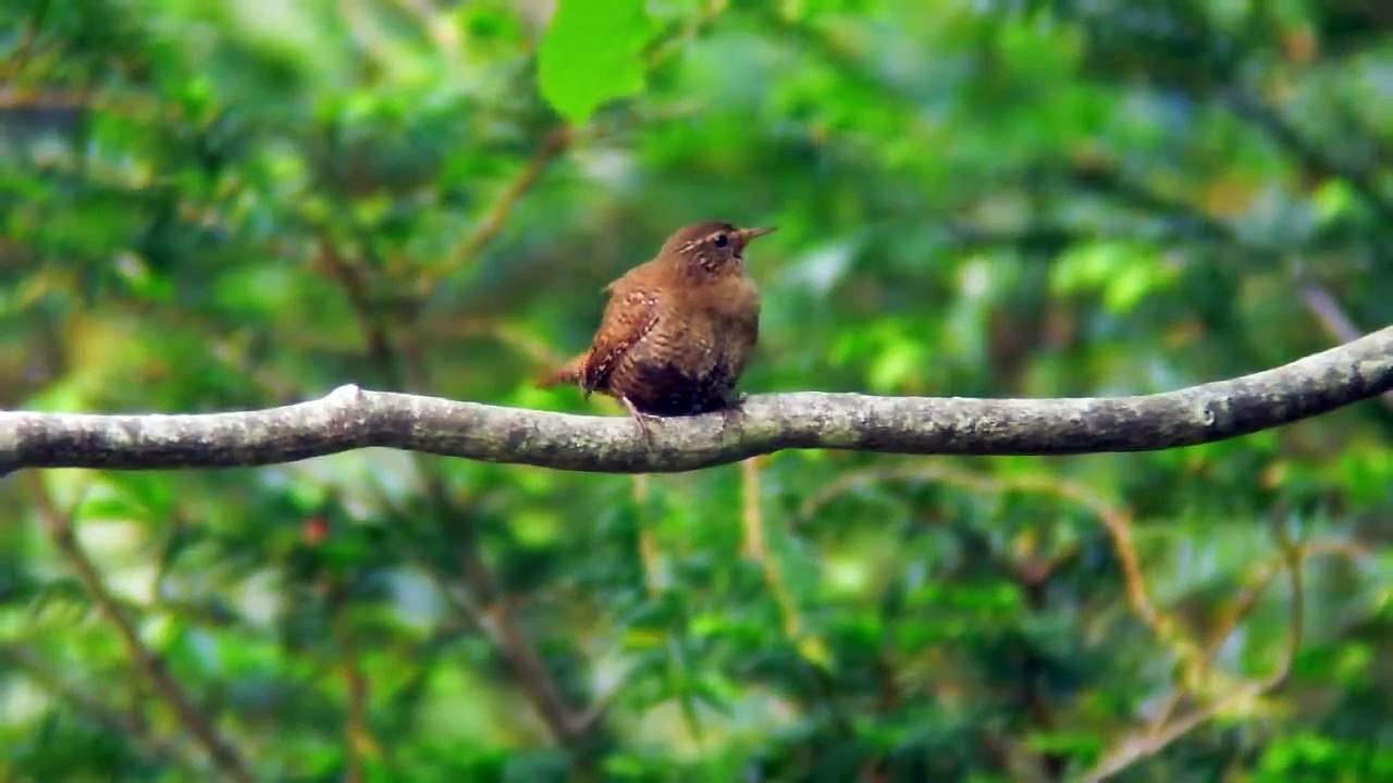 ミソサザイの鳴き声　　（日本でいちばん小さな野鳥の鳴き声です）