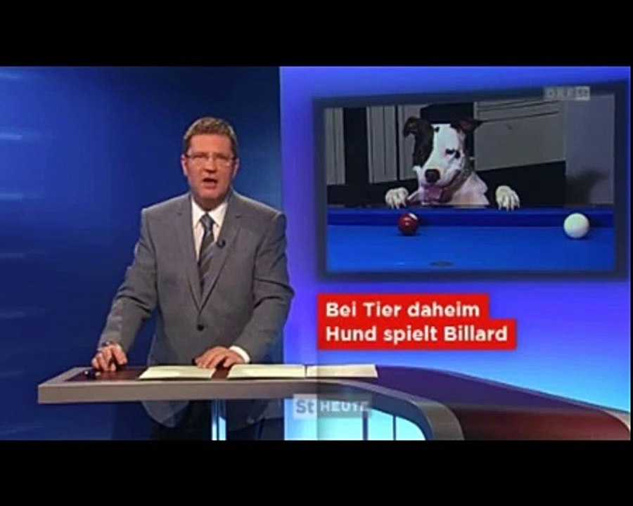 Hund spielt Billard