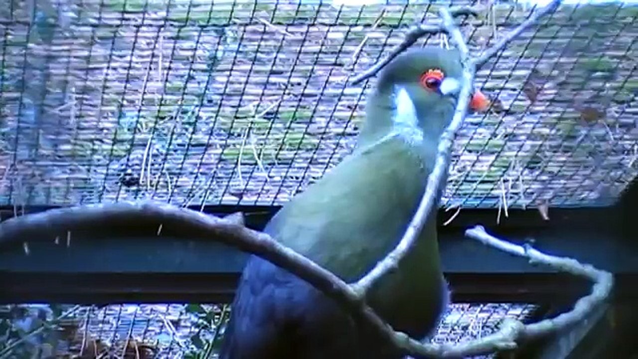 white cheeked turaco singing