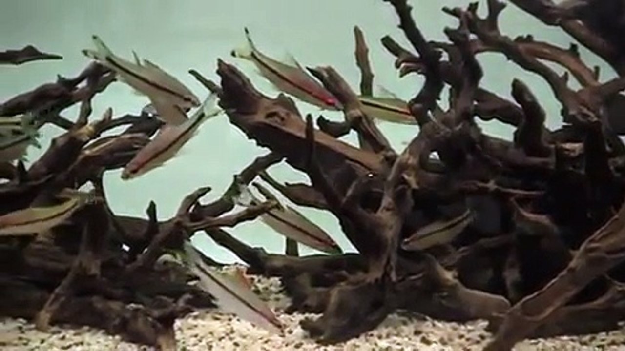 Montagem plantado ADG -- Aquarium Design Group