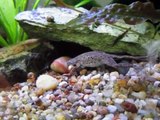 Little And Big - African Dwarf Clawed Frogs