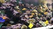 500 gallons reef aquarium
